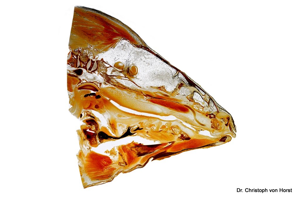 Karpfenkopf Plastinat