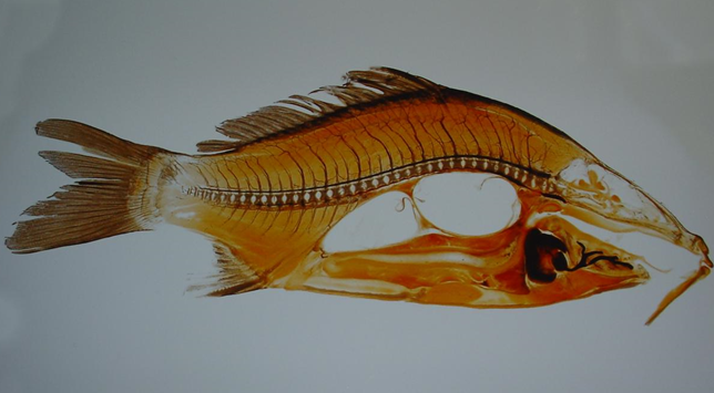 Plastinat Karpfen